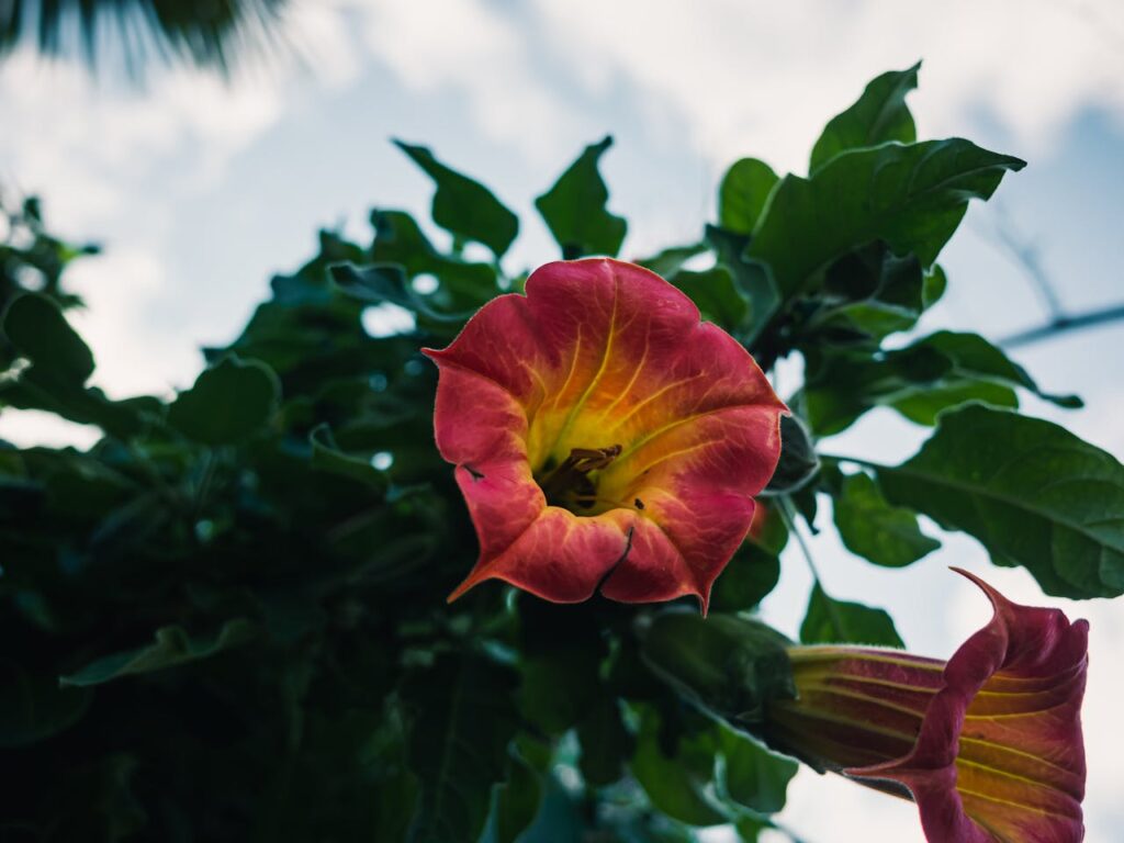 czy datura kwitnie w pierwszym roku